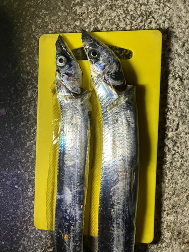 タチウオの釣果