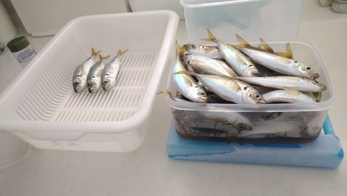 アジの釣果