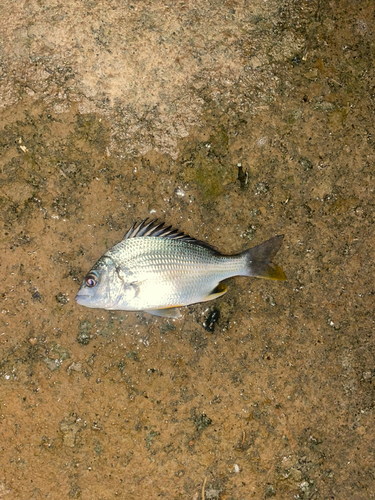 キビレの釣果