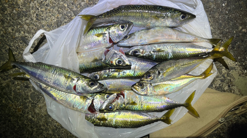 サバの釣果