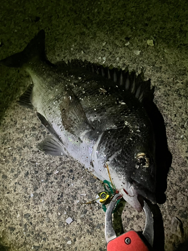 大野地区釣り護岸