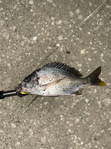 キビレの釣果