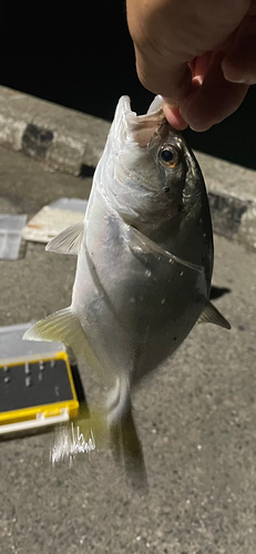 メッキの釣果