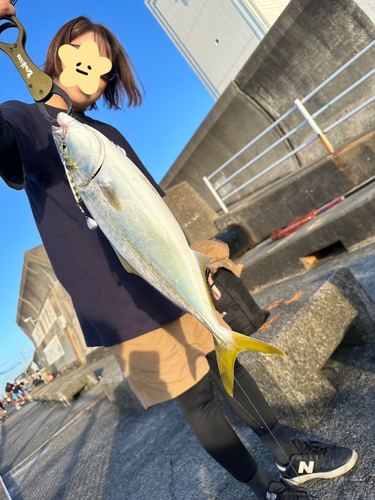 ハマチの釣果