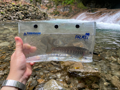 イワナの釣果