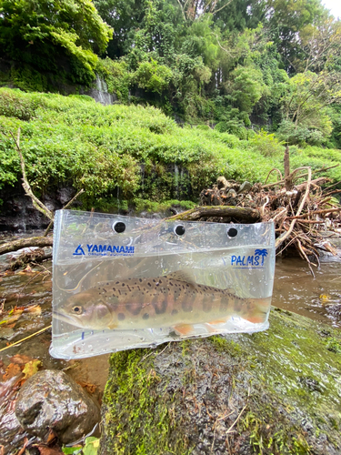 ヤマメの釣果