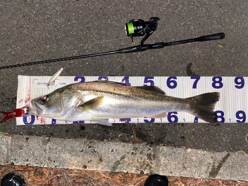 シーバスの釣果