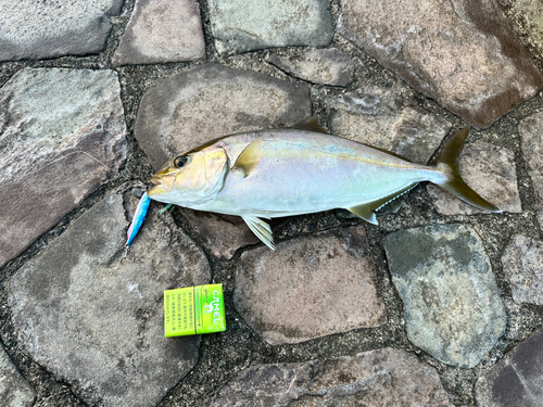 ショゴの釣果