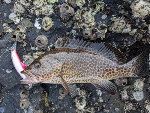 オオモンハタの釣果