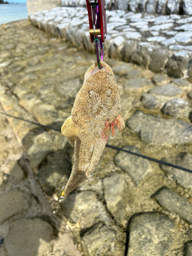 マゴチの釣果