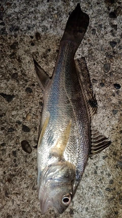 ニベの釣果