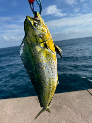 シイラの釣果