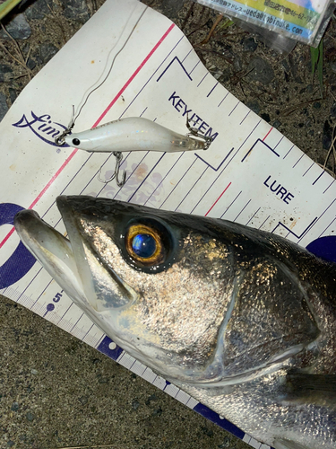 シーバスの釣果