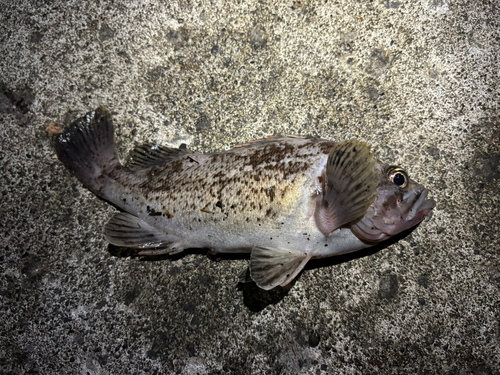 クロソイの釣果