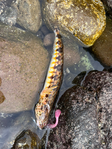 エソの釣果