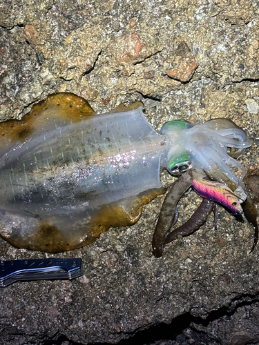 アオリイカの釣果