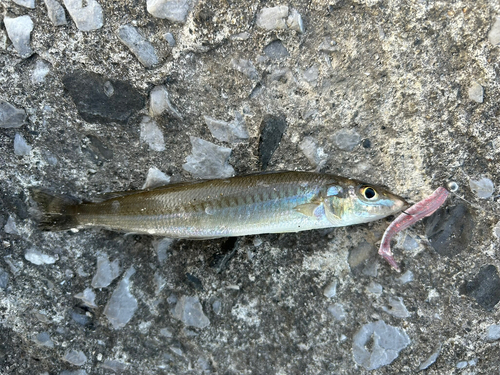 シロギスの釣果