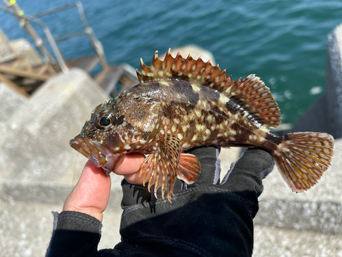 カサゴの釣果