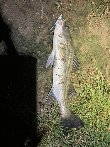 スズキの釣果