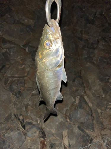 セイゴ（マルスズキ）の釣果