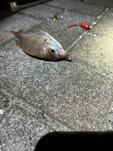 レンコダイの釣果