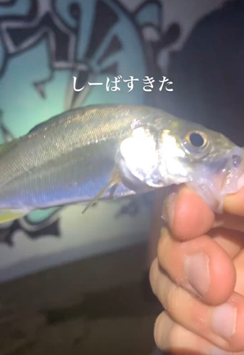 マハゼの釣果