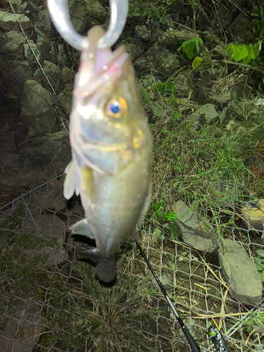 フッコ（マルスズキ）の釣果