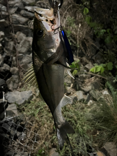 セイゴ（マルスズキ）の釣果