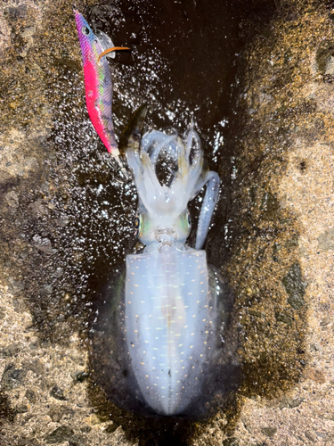 野辺地湾