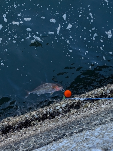 ネリゴの釣果