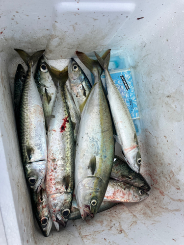 ショッコの釣果