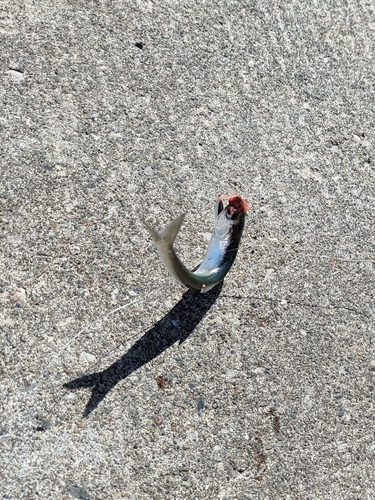 イワシの釣果