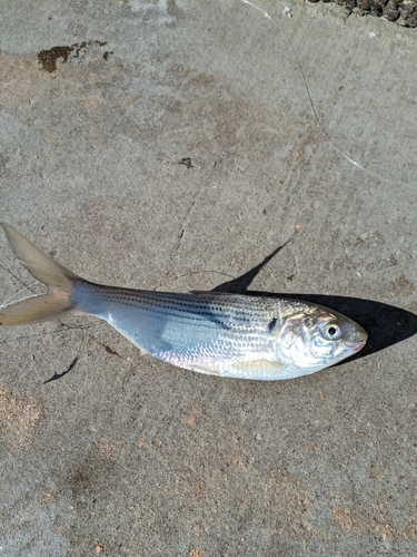 コノシロの釣果