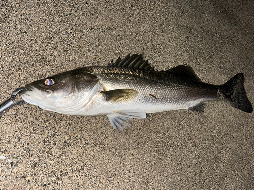 スズキの釣果