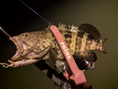 チャイロマルハタの釣果