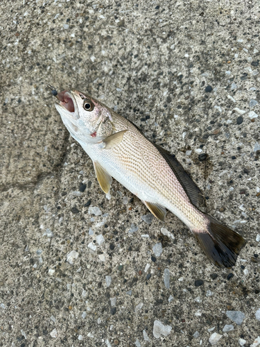 イシモチの釣果