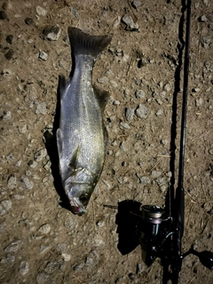 ヒラスズキの釣果