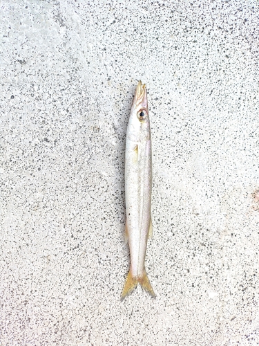 カマスの釣果