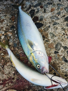 ツバイソの釣果