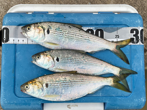 コノシロの釣果