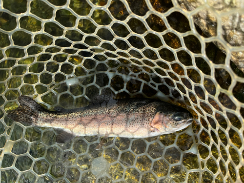 ビワマスの釣果