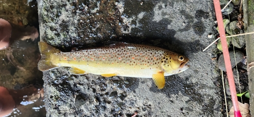 ブラウントラウトの釣果