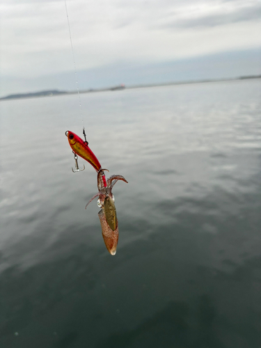 ヒイカの釣果