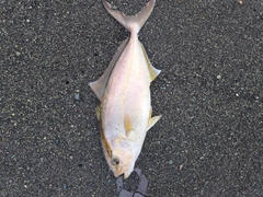 ショゴの釣果