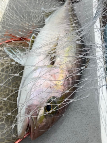 カンパチの釣果