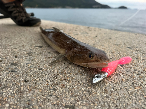 エソの釣果