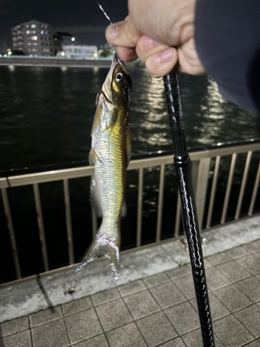 アメリカナマズの釣果