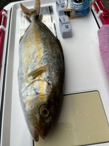 ショゴの釣果