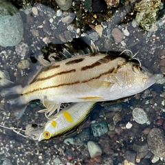 コトヒキの釣果