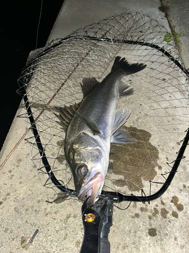 ナマズの釣果